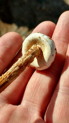 Battarreoides diguetii