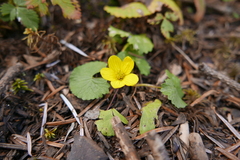 Caltha palustris