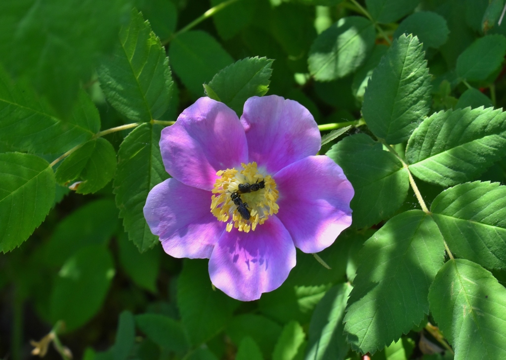 Nootka rose from Lane Community College Forest Lane County, OR, USA on