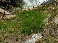 Lomatium brunsfeldianum