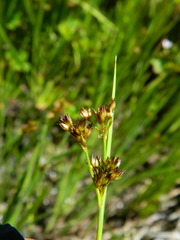 Juncus nevadensis