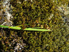 Juncus nevadensis