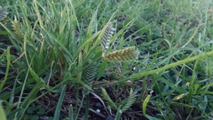 Eleusine tristachya