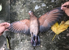 Common Emerald Dove photo 6