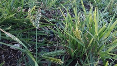 Eleusine tristachya