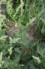 Beta trigyna, photograph (c) Ирина Хохрякова, some rights reserved (CC BY)
