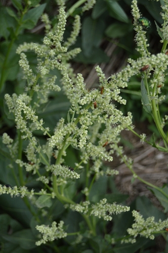Image of Beta trigyna by (c) Ирина Хохрякова, some rights reserved (CC BY)