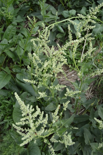 Image of Beta trigyna by (c) Ирина Хохрякова, some rights reserved (CC BY)