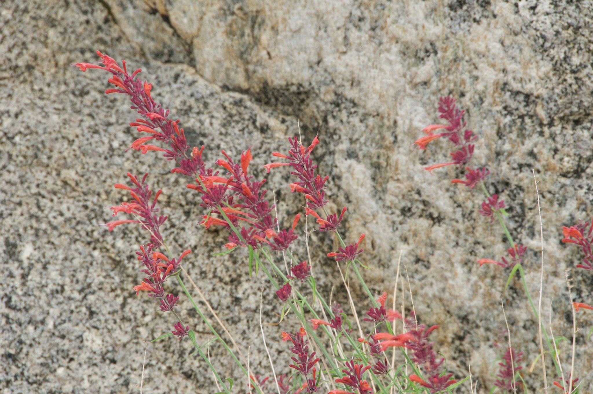 Agastache rupestris