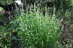 Agastache wrightii