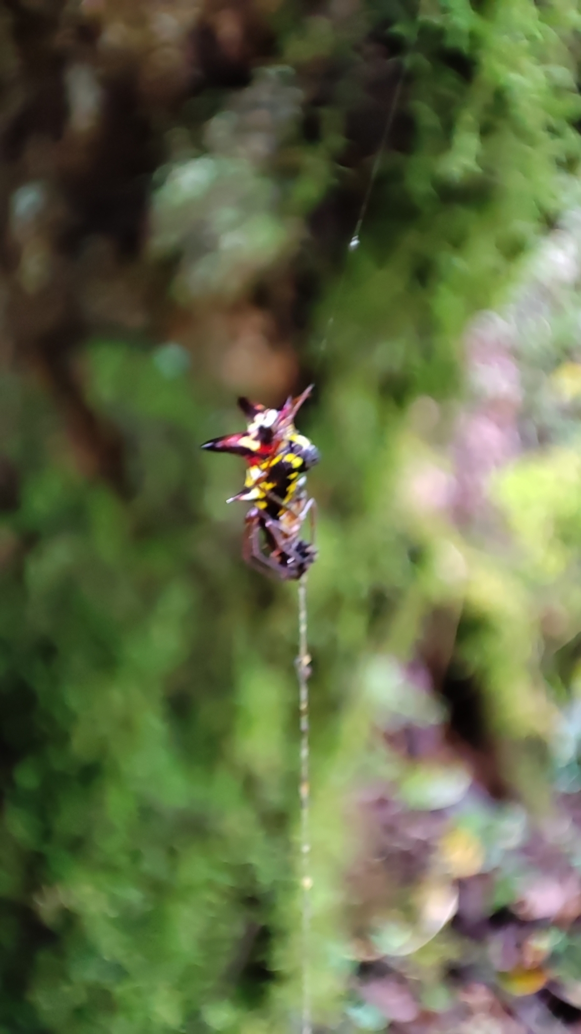 Micrathena raimondi image