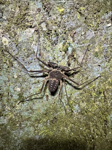 Dusky-handed Tailless Whip Scorpion