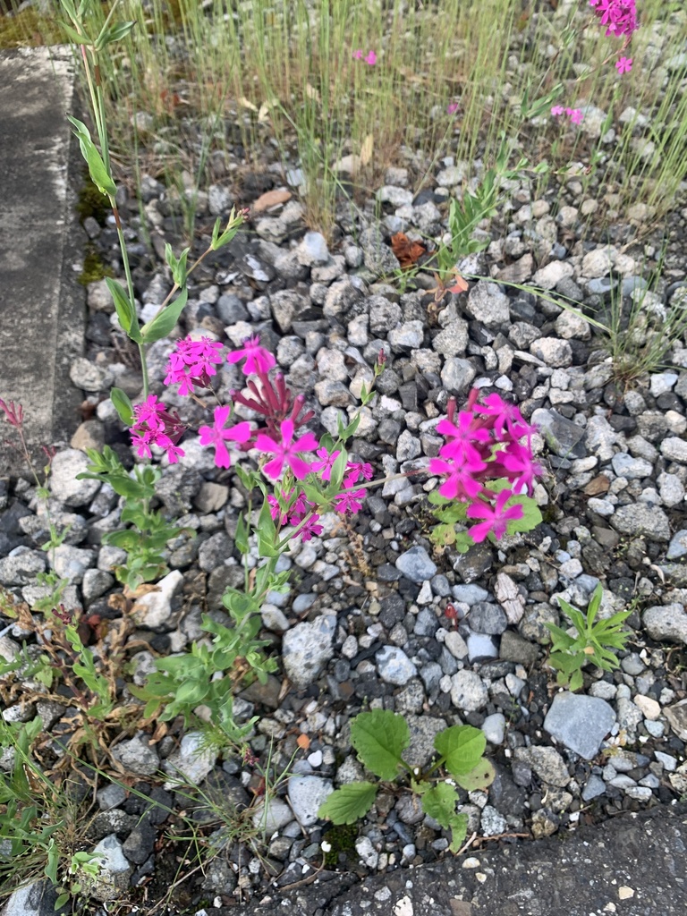 Atocion armeria, 井川, 静岡市葵区, 静岡県, JP