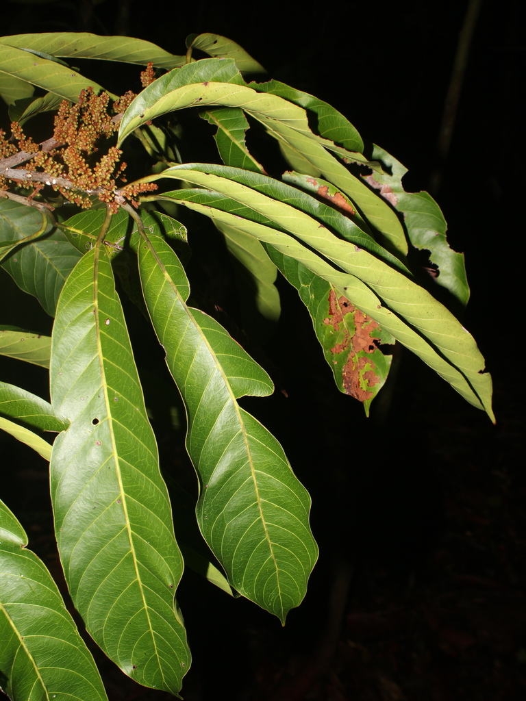 Pouteria spicata