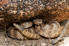 Crotalus tigris
