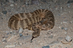 Crotalus tigris