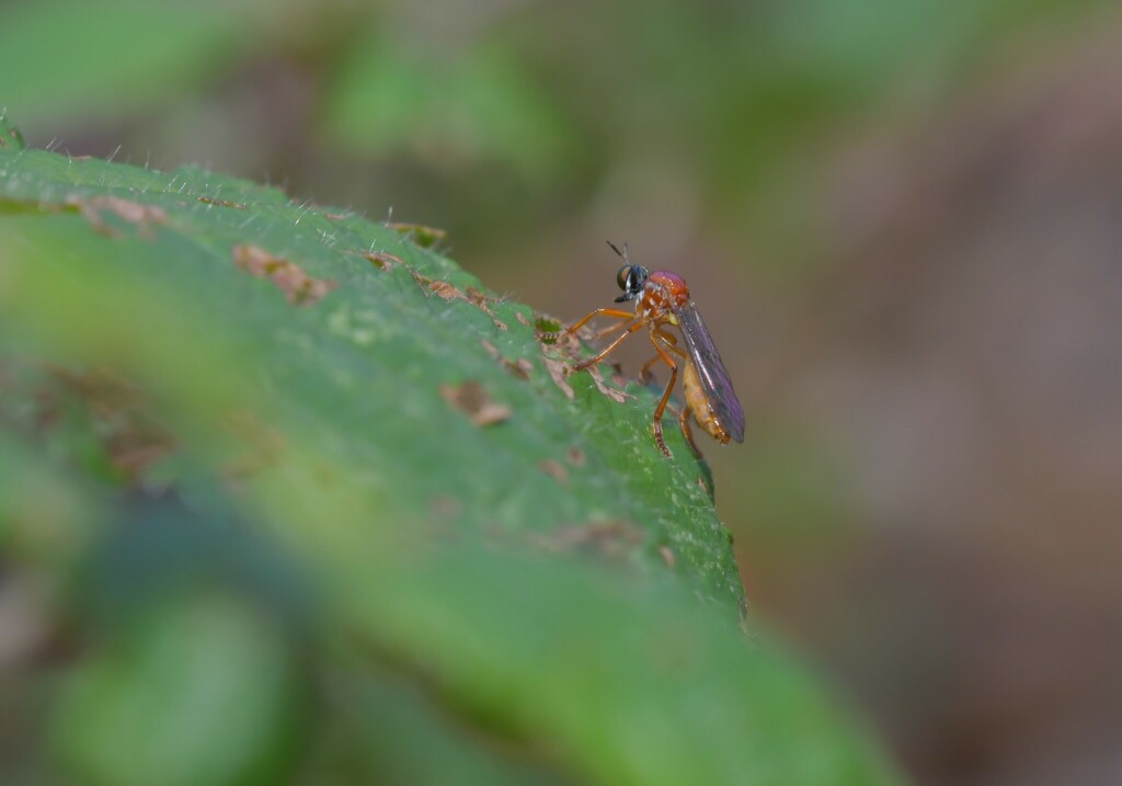 Dioctria rufa