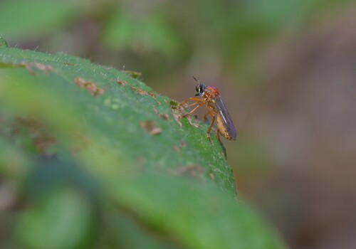 Dioctria rufa