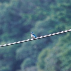 Todiramphus sanctus canacorum