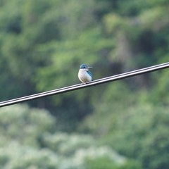 Todiramphus sanctus canacorum