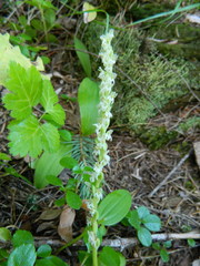 Platanthera ephemerantha