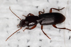 Stenomorphus