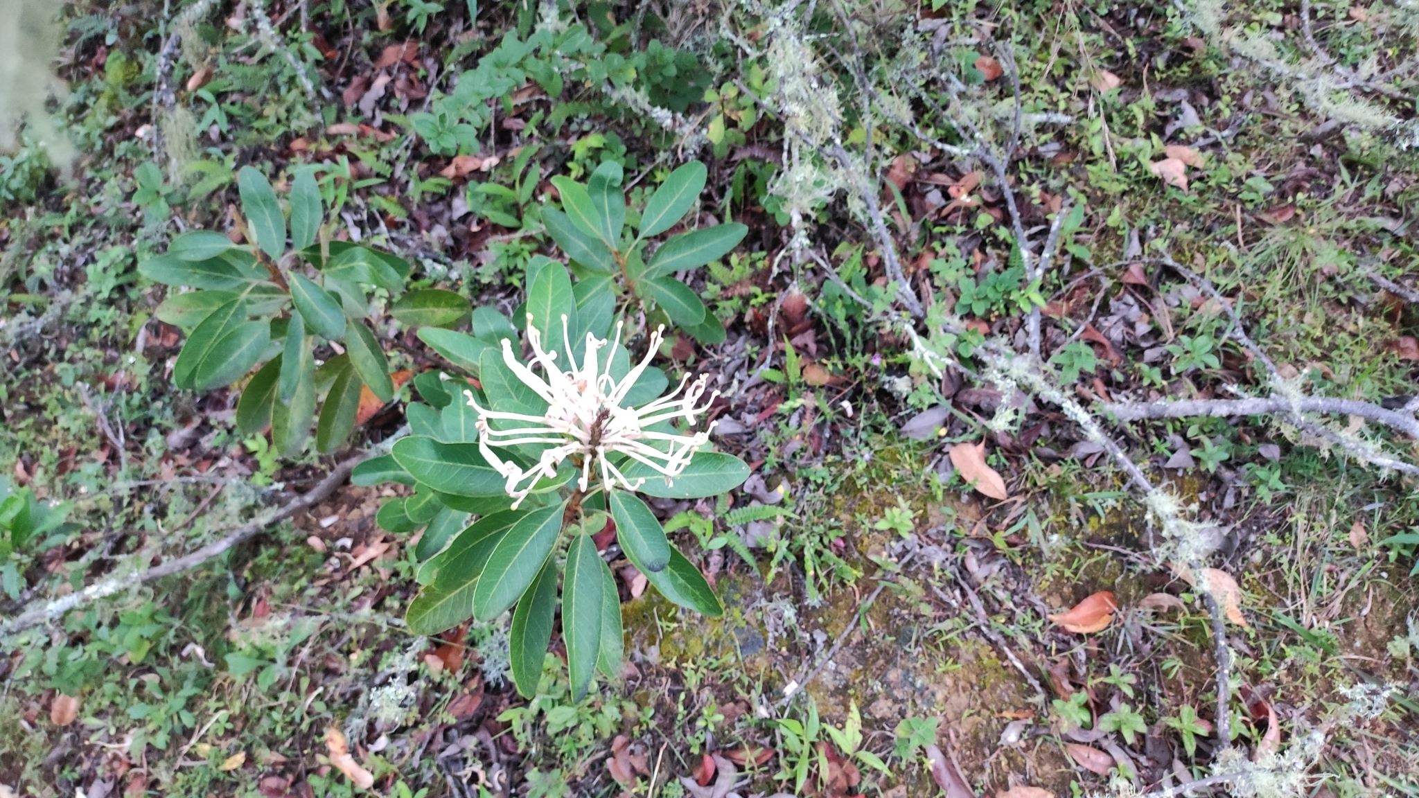 Oreocallis grandiflora image