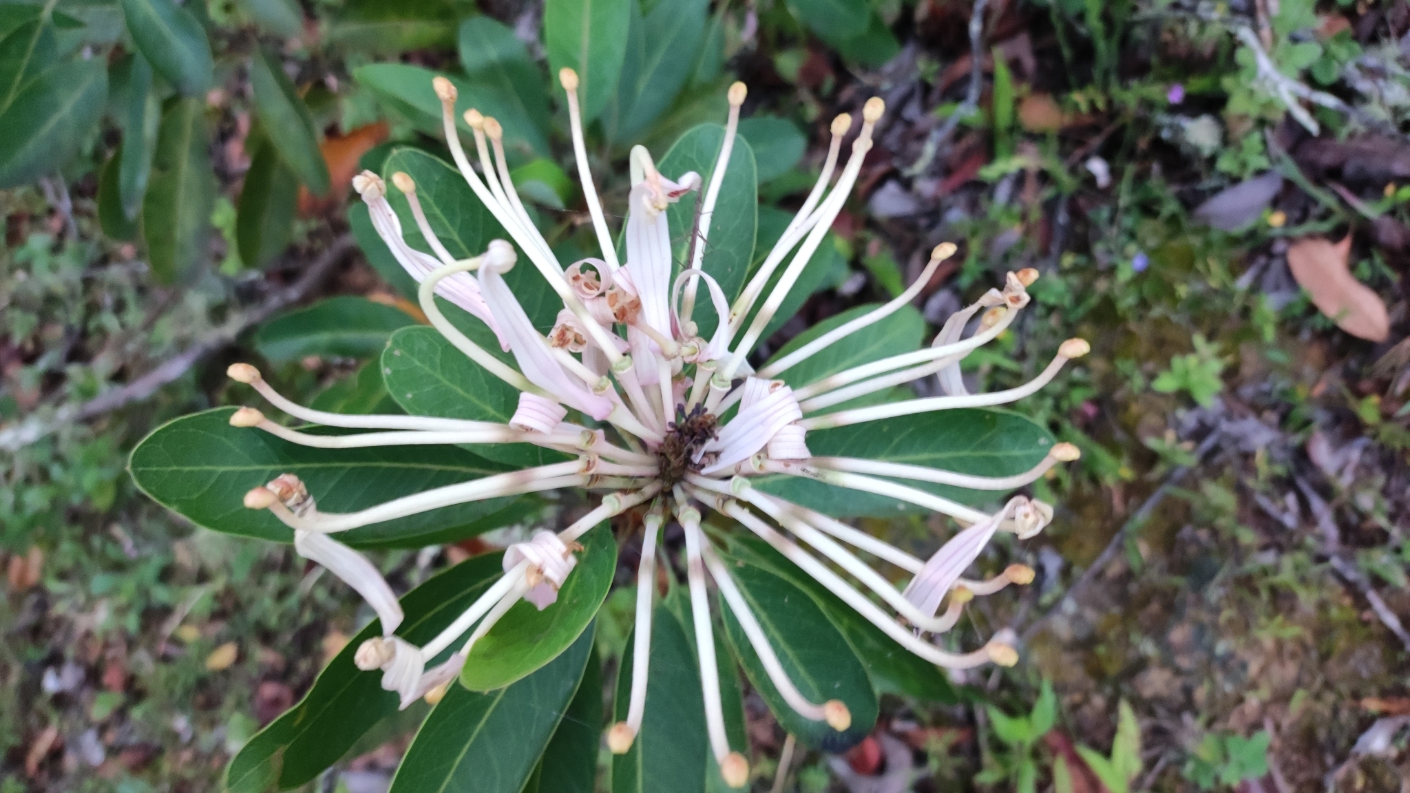 Proteaceae image