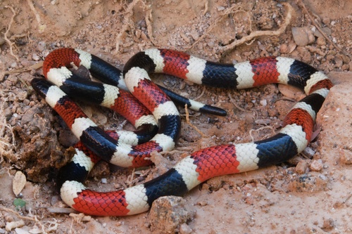 Sonoran Coralsnake