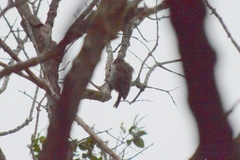 Picumnus albosquamatus