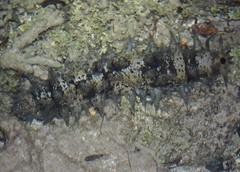 Stichopus horrens