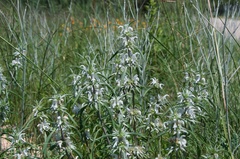 Monarda citriodora austromontana