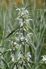 Monarda citriodora austromontana