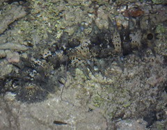 Stichopus horrens