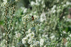 Mortonia scabrella