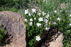 Mandevilla