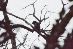 Picumnus albosquamatus