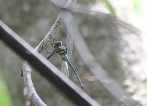 Treetop Emerald photo 3