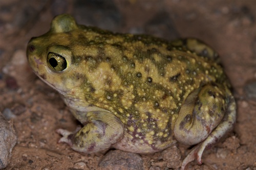 Scaphiopus couchii Baird, 1854