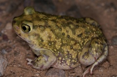 Couch's Spadefoot Toad photo 1