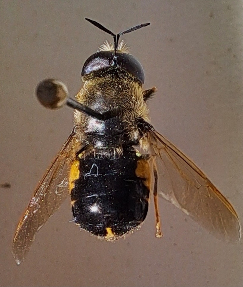 Stratiomys discaloides