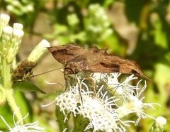 Arteurotia tractipennis tractipennis