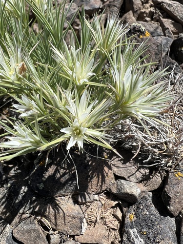 Image of Eremogone franklinii by no rights reserved