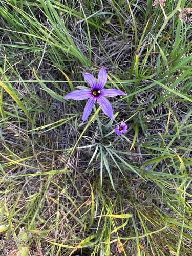 Sisyrinchium hitchcockii, photograph 6