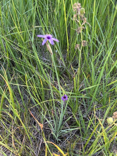 Image of Sisyrinchium hitchcockii by (c) Judi Sanders, some rights reserved (CC BY)