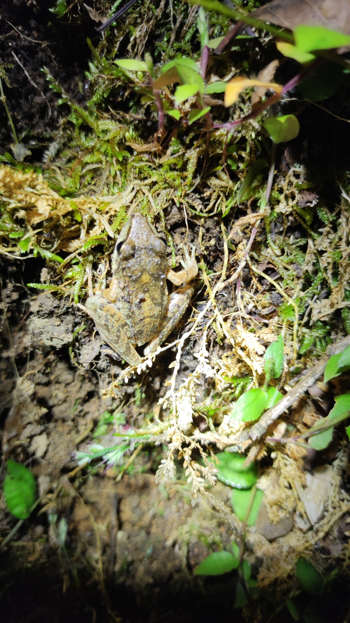 Pristimantis lymani image