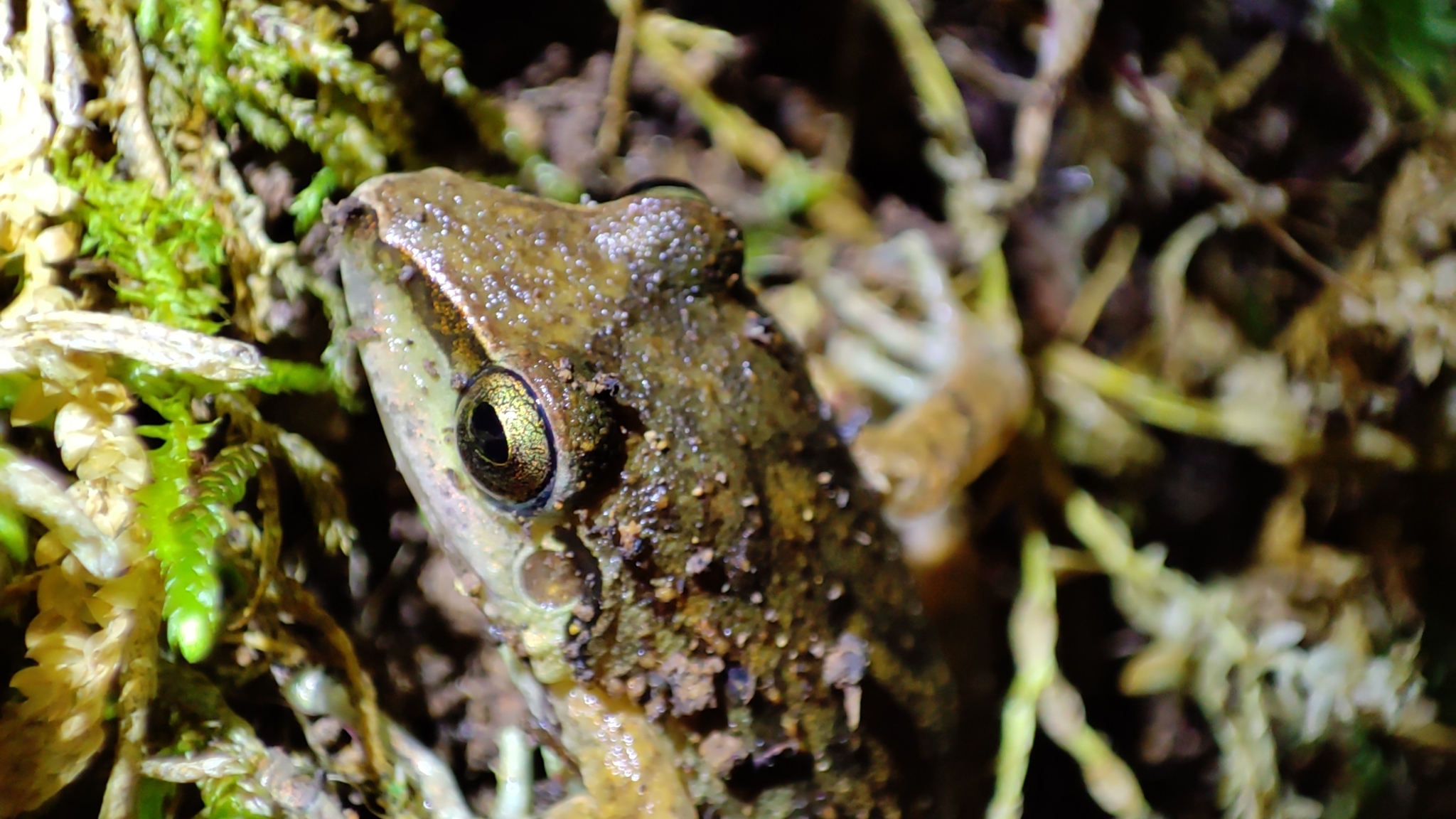 Pristimantis lymani image