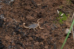 Paravaejovis spinigerus