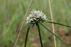 Cyperus seslerioides