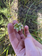 Lomatium bradshawii, photograph (c) Judi Sanders, some rights reserved (CC BY)